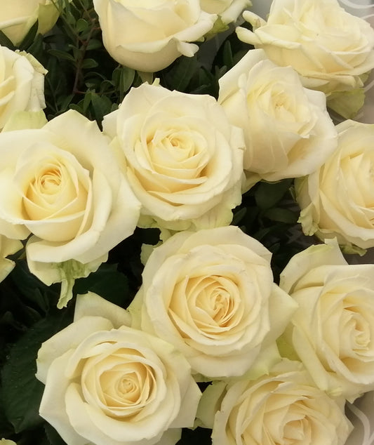 12 White Rose bouquet
