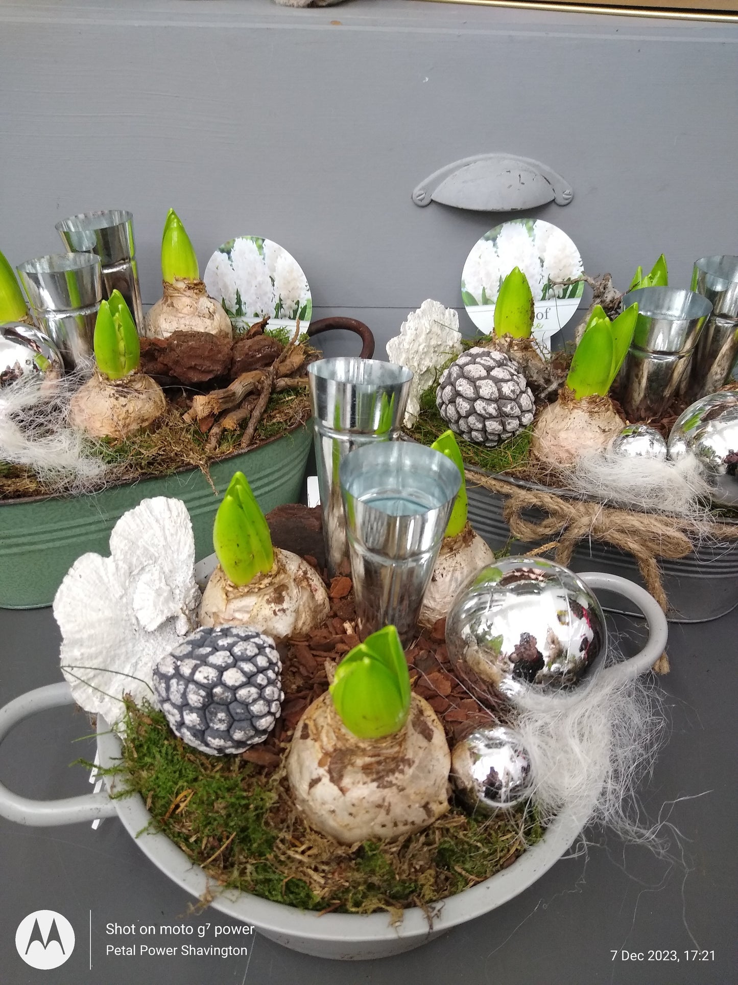 White Hyacinth planter